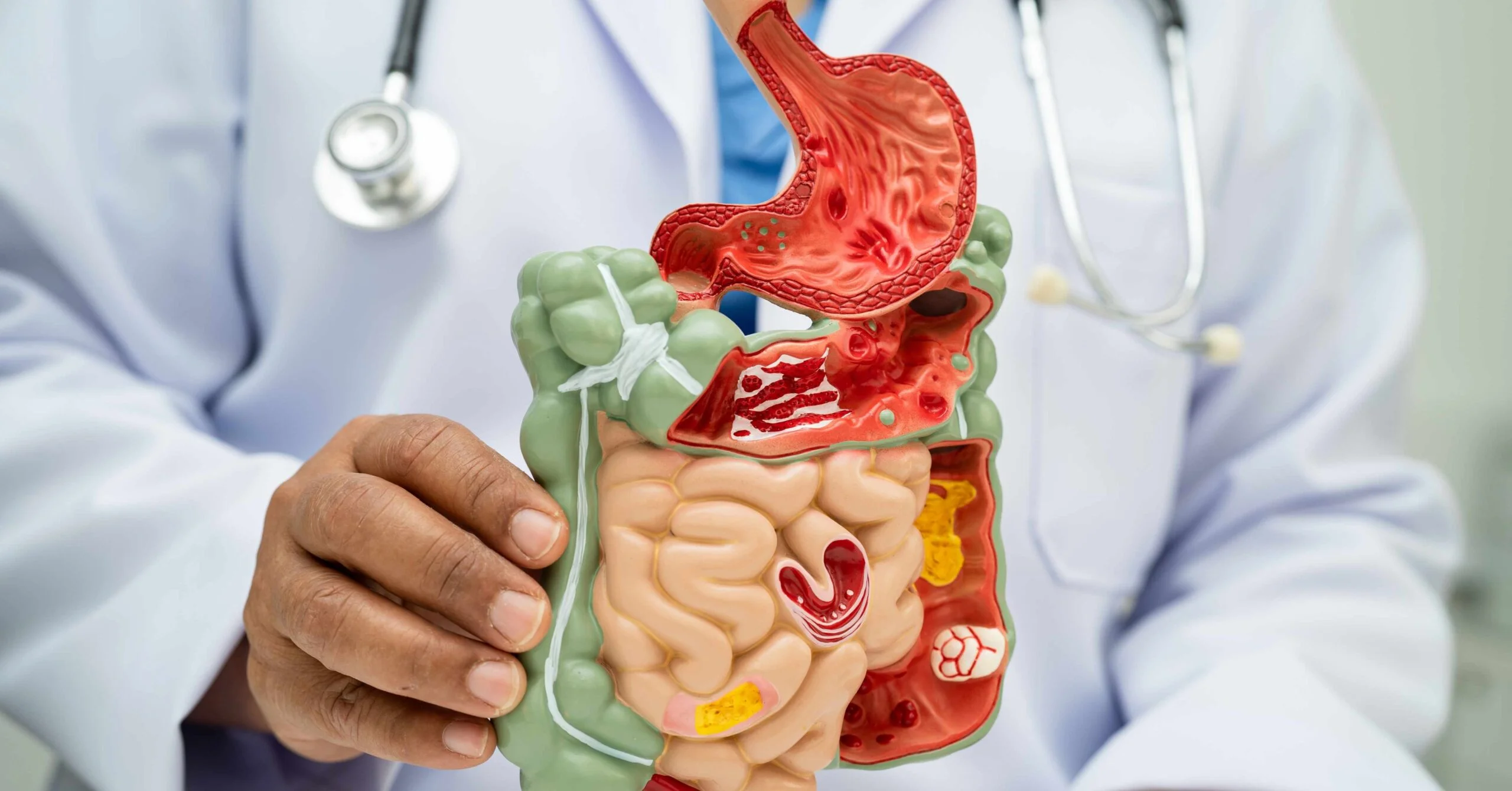 Digestive System